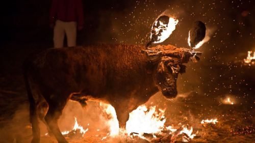 La Justicia suspende el Toro Júbilo de Medinaceli: 'Prima la vida del animal'